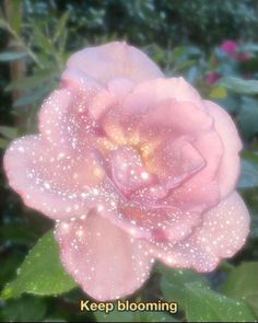 a pink rose with water droplets on it