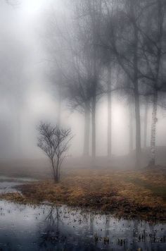 foggy landscape with trees and water in the foreground