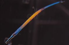 a blue and yellow lizard tail hanging from the side of a glass window sill