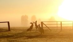 three giraffes are standing in the grass near a fence and gate as the sun sets