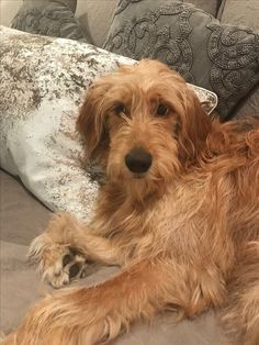 a brown dog laying on top of a bed next to pillows