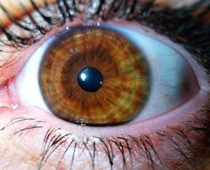 Anime Blind Eyes, Iris Photography Eye, Amber Eyes Color, Eye Color Facts, Green Hazel Eyes, Mushroom Outfit, Iris Photography, Wax Roller