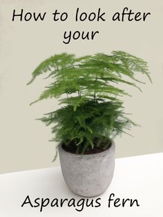 a potted plant with the words how to look after your asparagus fern