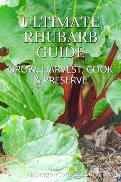 the ultimate rhubarb guide to grow, harvest, and preserve your garden