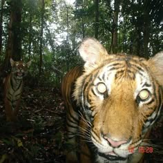 two tigers walking in the woods with trees and bushes behind them, one looking at the camera