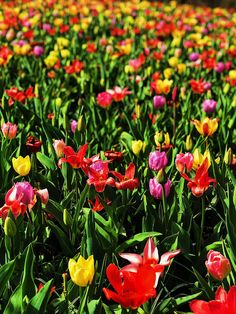 many different colored tulips in a field