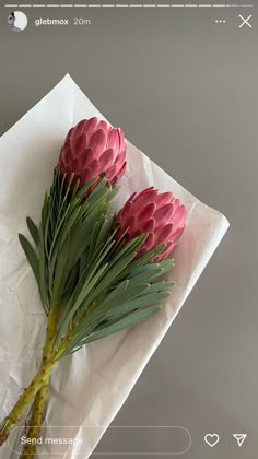 three red flowers are sitting on top of a white paper towel with green stems and leaves