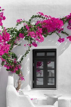 pink flowers growing on the side of a white building