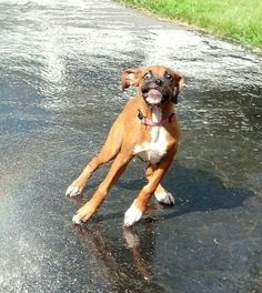 a brown and white dog standing on top of a wet road