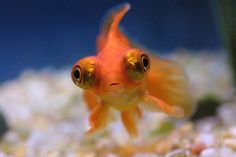 an orange fish with two large eyes looking at the camera while swimming in its tank