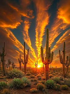 the sun is setting behind some cactus trees in the middle of an arid area with many cacti