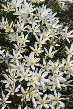 white flowers with yellow centers are growing in the grass