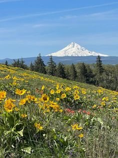 a field full of wildflowers with a mountain in the background