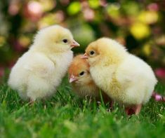 two baby chickens standing next to each other in the grass with their heads touching one another