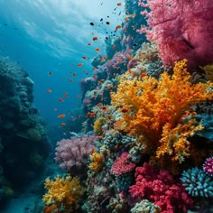 an underwater view of colorful corals and fish