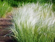 the grass is blowing in the wind