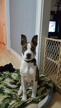 a brown and white dog sitting on top of a bed