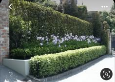 an outdoor garden with hedges and purple flowers