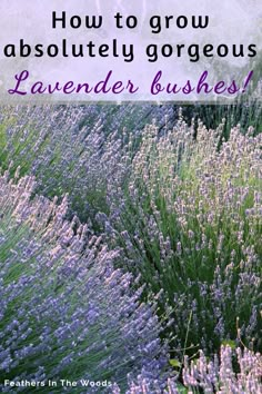 lavender bush with text overlay how to grow absolutely gorgeous lavender bushes