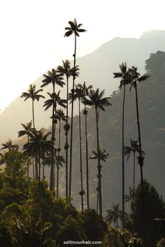 there are many tall palm trees in the forest with mountains in the backgroud