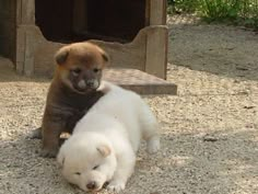 two brown and white puppies playing in the dirt near a wooden structure with grass