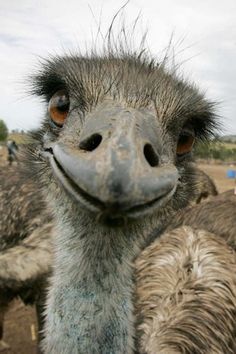 an ostrich looks at the camera while standing in front of other birds and people