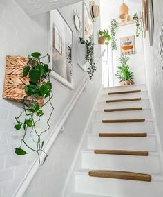 there is a white staircase with plants on the wall and pictures hanging up above it