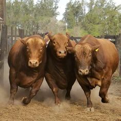 three brown cows are running in the dirt