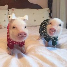 two small pigs wearing sweaters on a bed