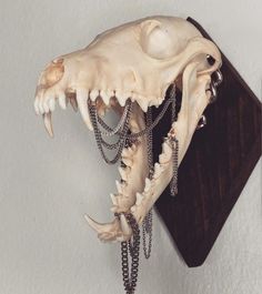 an animal skull with chains hanging from it's mouth