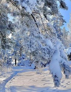 snow covered trees and path in the woods