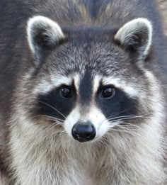 a raccoon is looking at the camera