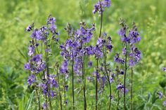 some purple flowers are growing in the grass