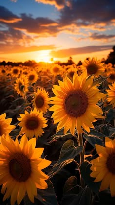 the sun is setting over a field of sunflowers