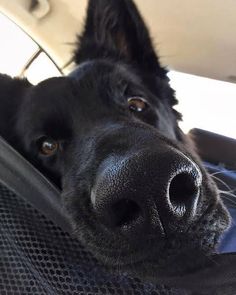 a black dog laying in the back seat of a car looking up at the camera