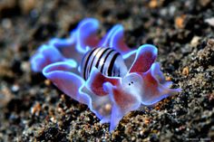 a blue and white sea slug on the ground