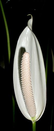 a white flower with green stems in the dark