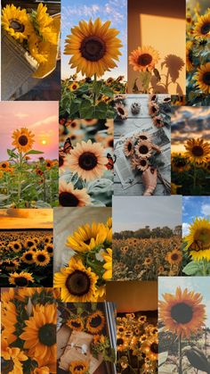 sunflowers and other flowers are shown in this collage with many different pictures