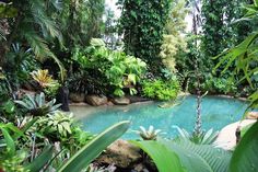 a pool surrounded by lush vegetation and trees