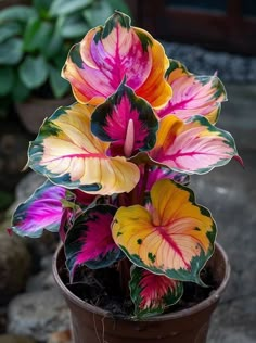 a potted plant with multicolored flowers in it