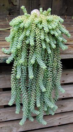 a green plant hanging from the side of a wooden building