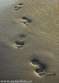 Foot Prints Sand Images, Sand Footprints, Footprints In Sand, Sand Photos, Human Footprint, Remember Dreams, Sand Footprint, Sand Pictures, Big Painting