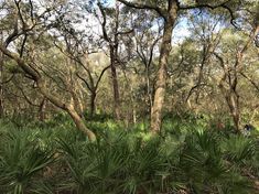 the woods are full of tall trees and green plants, with people walking through them