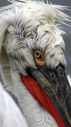 a large white bird with long hair and orange eyes