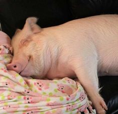 a small pig sleeping on top of a black leather couch next to a baby wrapped in a blanket