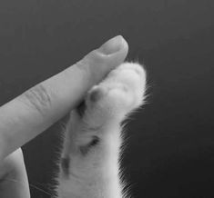 a person is petting a small white dog's paw in black and white