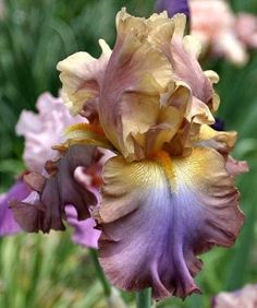 a large purple and yellow flower in a garden