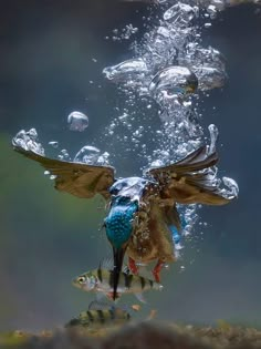 an underwater view of a fish with its wings spread out and it's head above the water