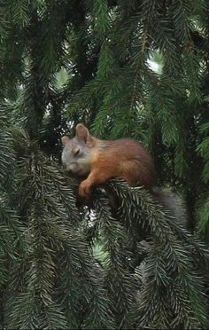 a squirrel is sitting in the branches of a pine tree