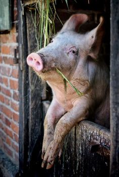 a pig sitting on top of a brick wall next to a building with grass in it's mouth